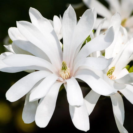 Magnolia stellata – Terrassenpflanze – sommergrün – winterhart – weiße Blüte – Topf 19cm Höhe 90cm