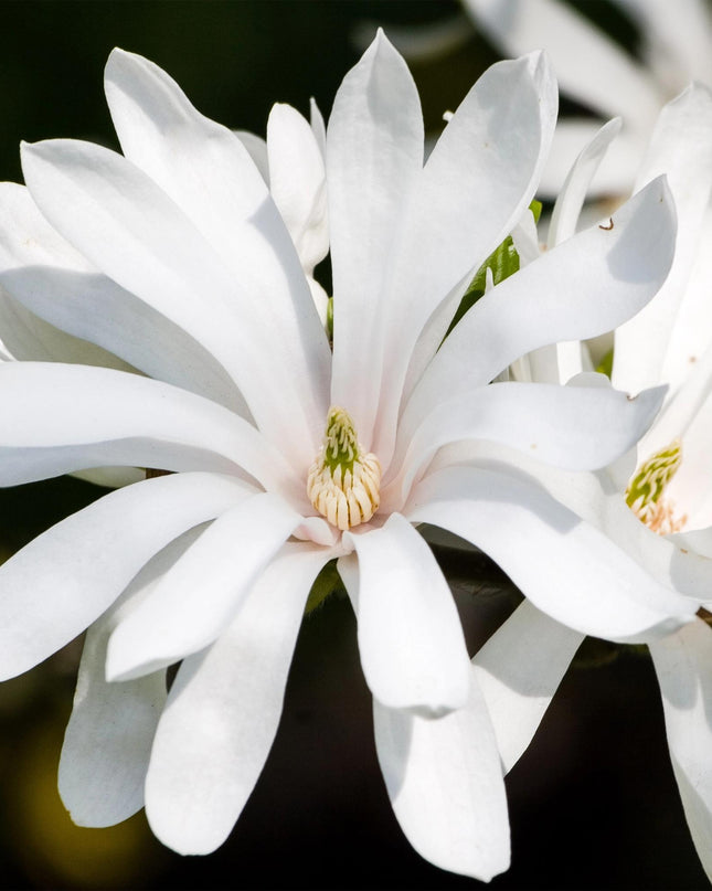 Magnolia stellata – Terrassenpflanze – sommergrün – winterhart – weiße Blüte – Topf 19cm Höhe 90cm