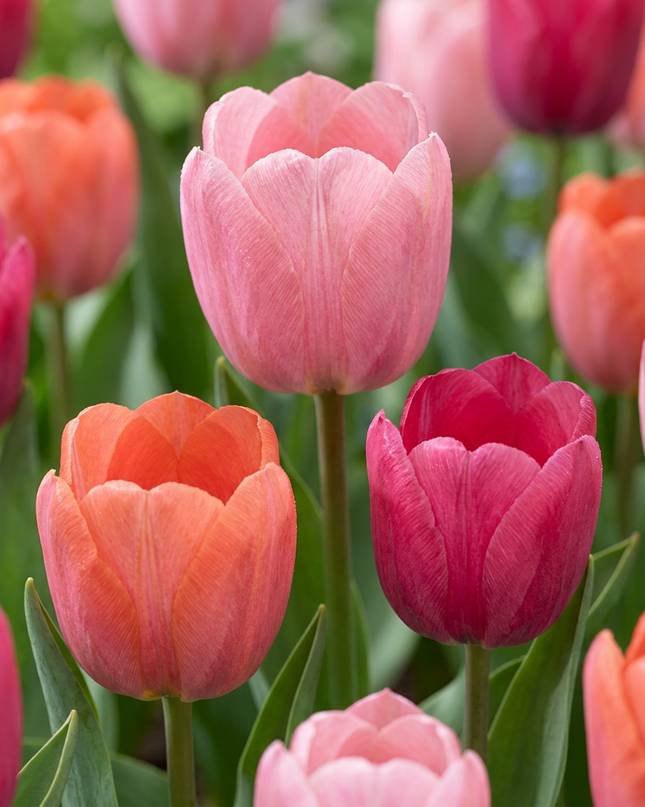 160x Tulipa Positive Vibe – Tulpe Positive Vibe – Verschiedene – Frühjahrsblüher – Zwiebelgröße 11/12