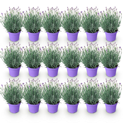 Lavandula angustifolia Munstead - Lavande - Rustique - Violet - 18 Plantes - Pot 12cm - Hauteur 15-25cm - 2m2