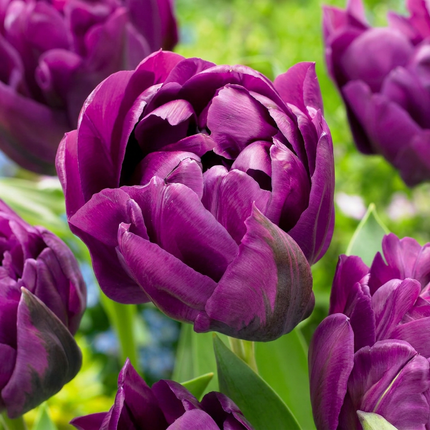 96x Tulipa Double Lilac - Tulipán doble lila - Morado - Floración primaveral - Calibre del bulbo 11/12