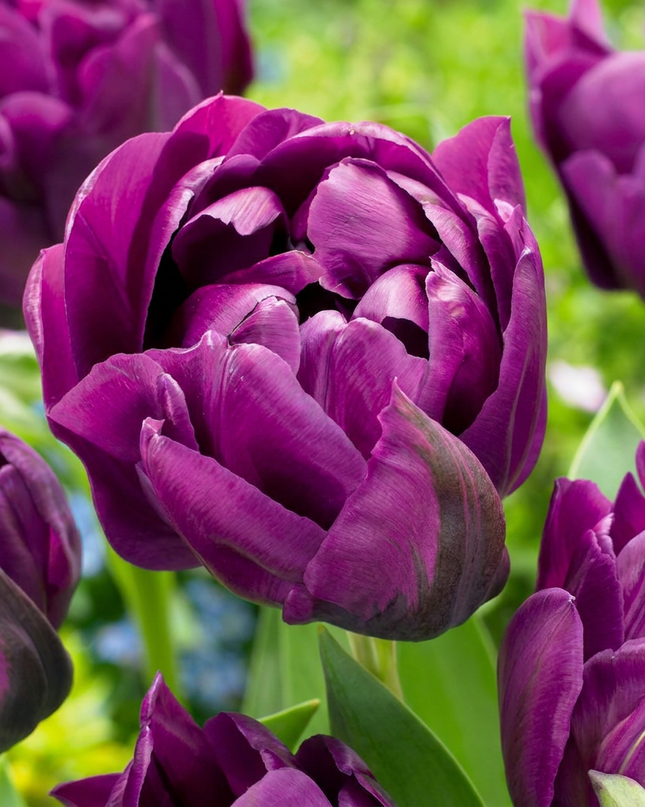 96x Tulipa Double Lilac - Dubbele lila tulp - Paars - Voorjaarsbloeier - Bolmaat 11/12
