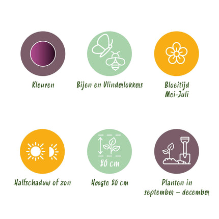 Bloembollen - Allium Miami - Kleur Paars - 15 stuks - Bolmaat 10/11 - XXL Pack