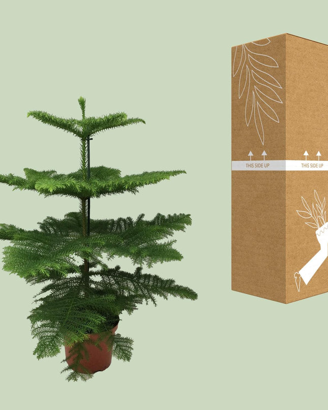 Araucaria Heterophylla - Ø21cm - ↕70cm