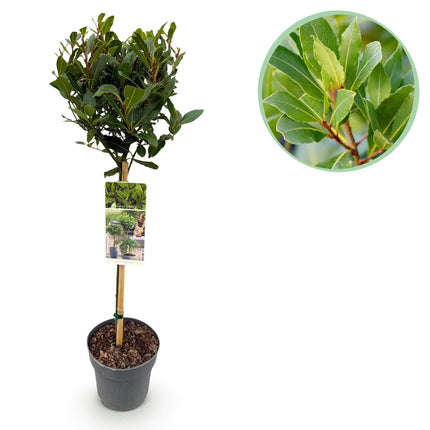 Laurus nobilis - Bladhoudend - Winterhard - Groen Blad - Pot 19cm Hoogte 90cm