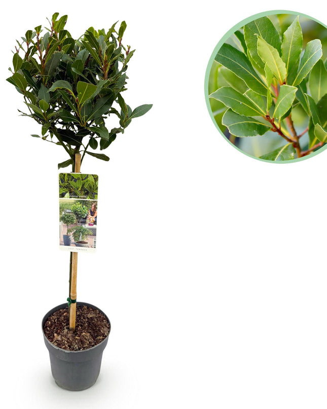 Lauro nobile - Sempreverde - Resistente all'inverno - Foglia verde - Vaso 19 cm Altezza 90 cm