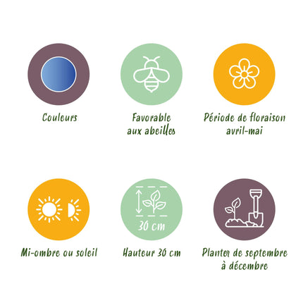 Bloembollen - Muscari Armeniacum - Kleur Blauw - 50 stuks - Bolmaat 8/9 - XXL Pack