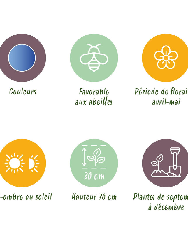 Bloembollen - Muscari Armeniacum - Kleur Blauw - 50 stuks - Bolmaat 8/9 - XXL Pack