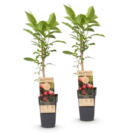 Kiwipflanze Actinidia deliciosa Ken's Red - Weiblich - Rote Frucht - 2 Pflanzen - Topf 15cm - Höhe 50cm