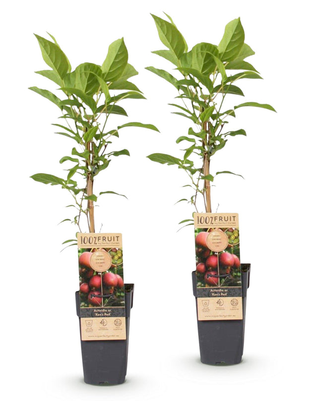 Kiwipflanze Actinidia deliciosa Ken's Red - Weiblich - Rote Frucht - 2 Pflanzen - Topf 15cm - Höhe 50cm