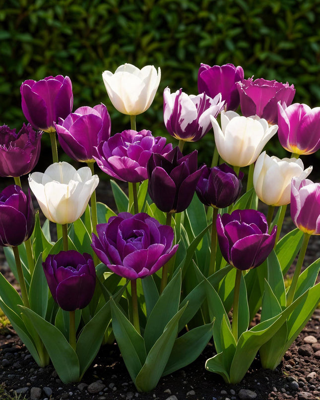 Bloembollen - Tulp Blueberry mix - Diversen Kleuren - 12 stuks - Bolmaat 11/12 - XXL Pack