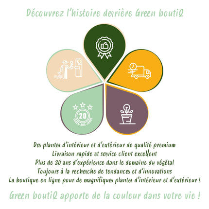 Green boutiQ - Blauwe regen - Wisteria floribunda Alba - Bloem Wit  - 1 plant - Pot 11cm Hoogte 40cm