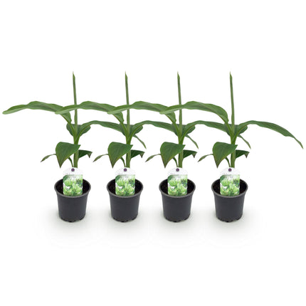 Plante de bananier - Musa Basjoo - Rustique - 4 plantes - Pot 12cm - Hauteur 30cm
