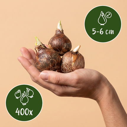 400x Crocus Species mix - Crocus species mix - Miscellaneous - Naturalizing bulb - Bulb size 5/6