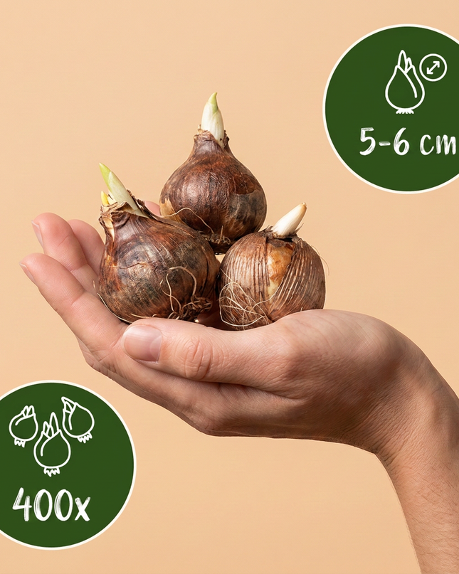 400x Crocus Species mix - Mezcla de especies de azafrán - Variados - Bulbo para naturalizar - Calibre del bulbo 5/6