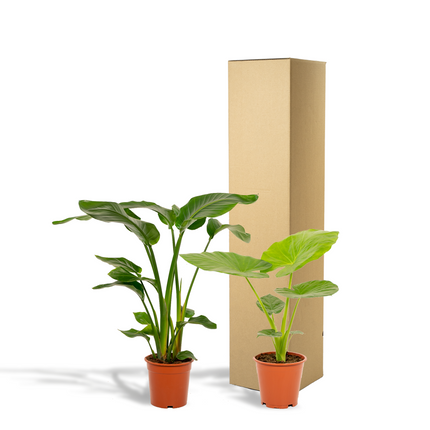 Strelitzia Nicolai - Ø19cm - ↕85cm + Alocasia Macrorrhiza - Ø19cm - ↕70cm - 2 planten