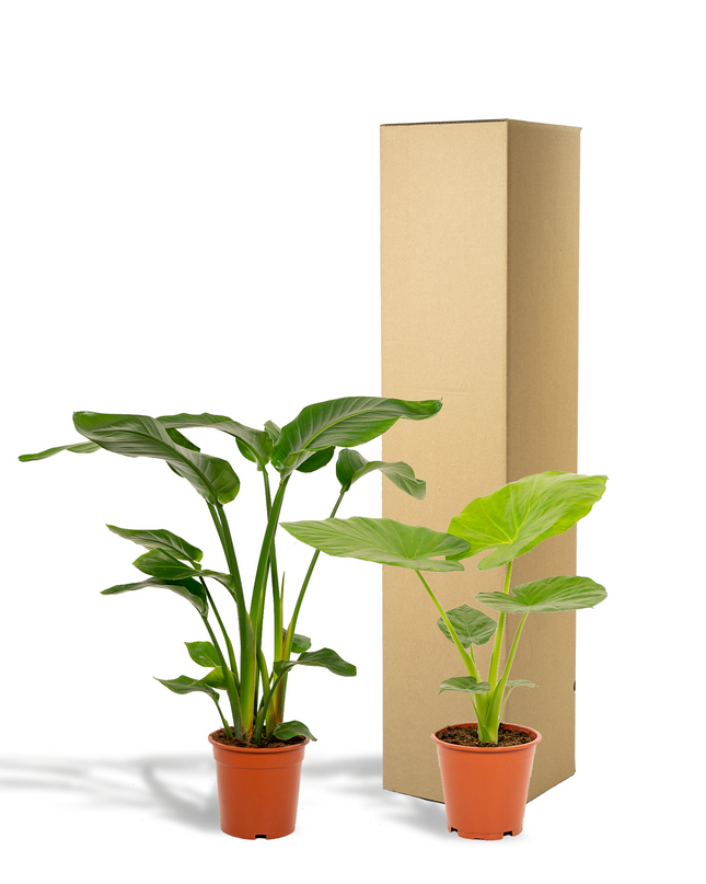 Strelitzia Nicolai - Ø19cm - ↕85cm + Alocasia Macrorrhiza - Ø19cm - ↕70cm - 2 planten