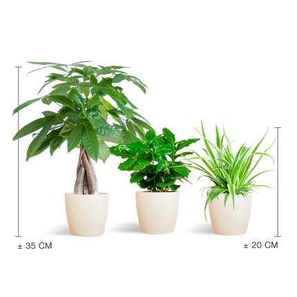 Diervriendelijke Plantenbox - incl. sierpot Viber Wit - Ø12