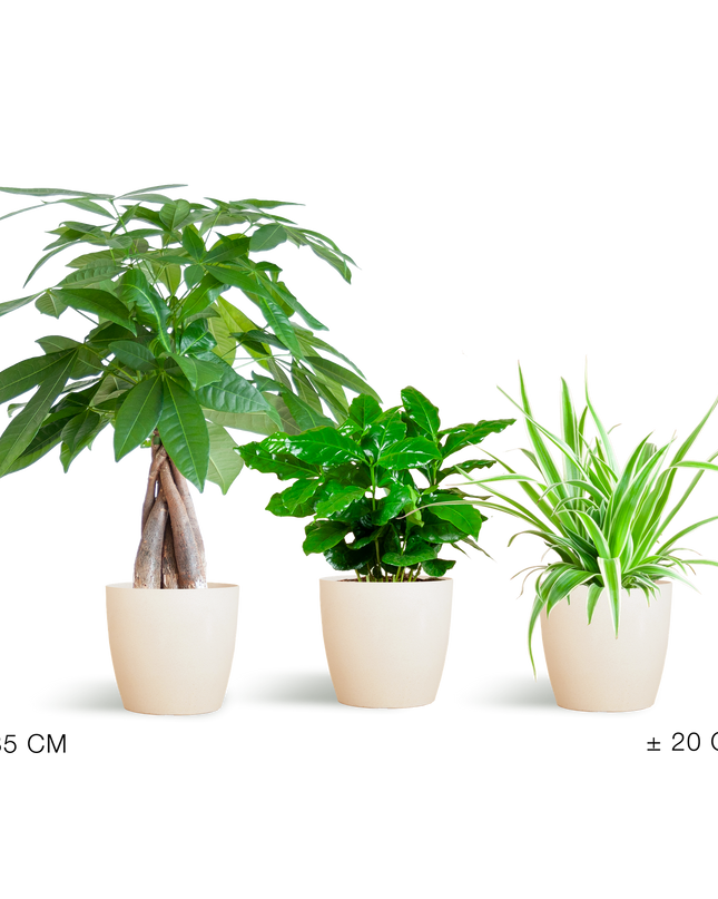 Diervriendelijke Plantenbox - incl. sierpot Viber Wit - Ø12