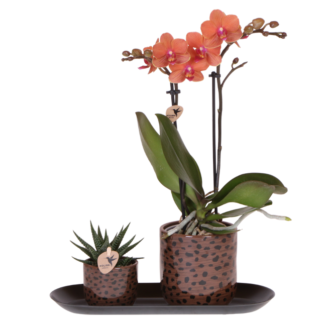 Orchids Giftset Leopard | Bolzano orange orchid Ø9cm + green plant Ø6cm – incl. leopard decorative pots & black tray – fresh from the grower