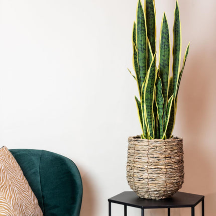 Kunstplant - Sanseveria Trifasciata - Vrouwentong - ↕ 97 cm