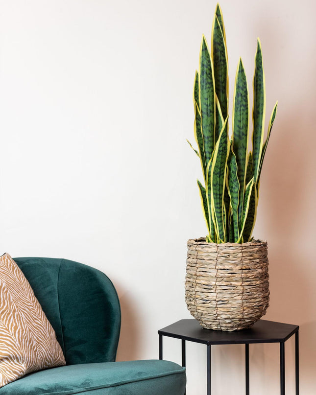 Kunstplant - Sanseveria Trifasciata - Vrouwentong - ↕ 97 cm