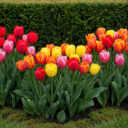 Bloembollen - Tulp Darwin Hybride Mix - Diversen Kleuren - 40 stuks - Bolmaat 10/12