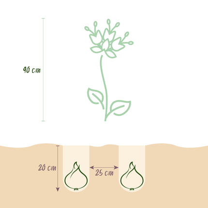 Bloembollen - Fritillaria Imperialis Mix - Kleur Geel en Oranje - 3 stuks - Bolmaat 18/20 - XXL Pack