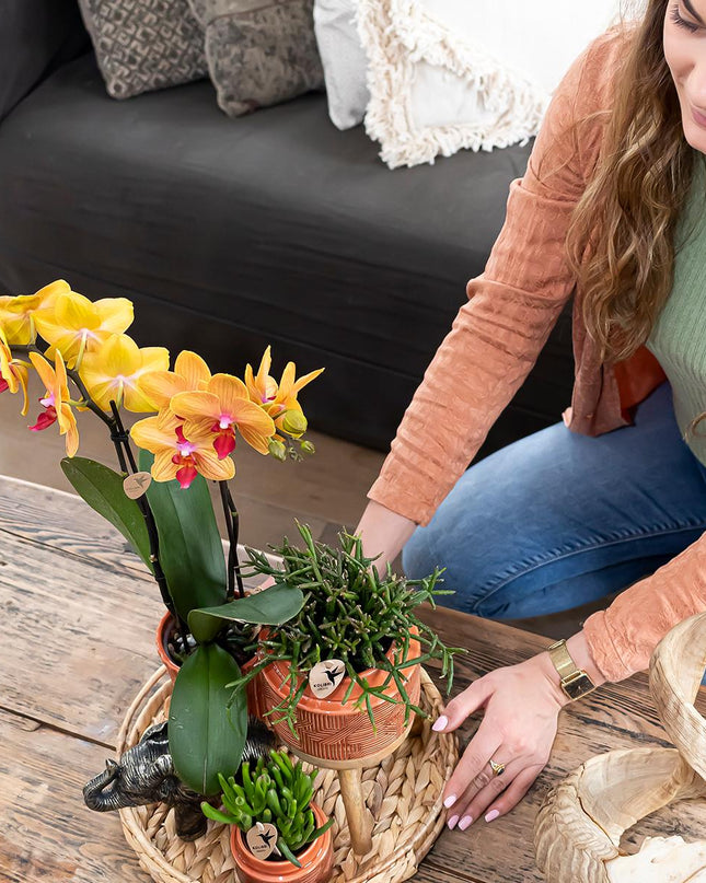 Kolibri Orchids - Surprise box mix - planten voordeel box - verrassingsbox met 4 verschillende orchideeën - vers van de kweker