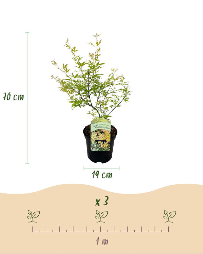 Acero giapponese - Acer palmatum Methamorphosa - 2 pezzi - Vaso 19 cm Altezza 70 cm