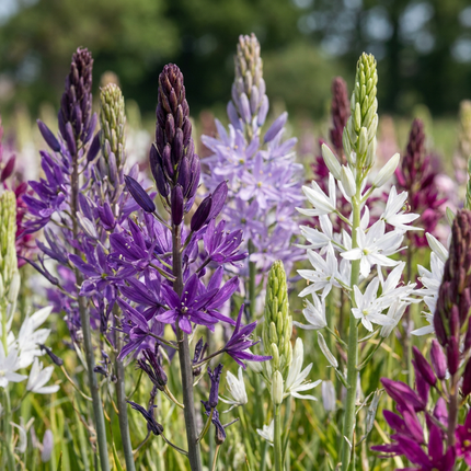 40x Camassia Leichtlinii Mix - Great camas - Blue and White - Summer-flowering - Bulb size 12/14