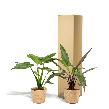 Alocasia Cucullata - Ø19cm - ↕60cm + Alocasia Lauterbachiana - Ø19cm - ↕75cm + Mand Selin - 2 planten