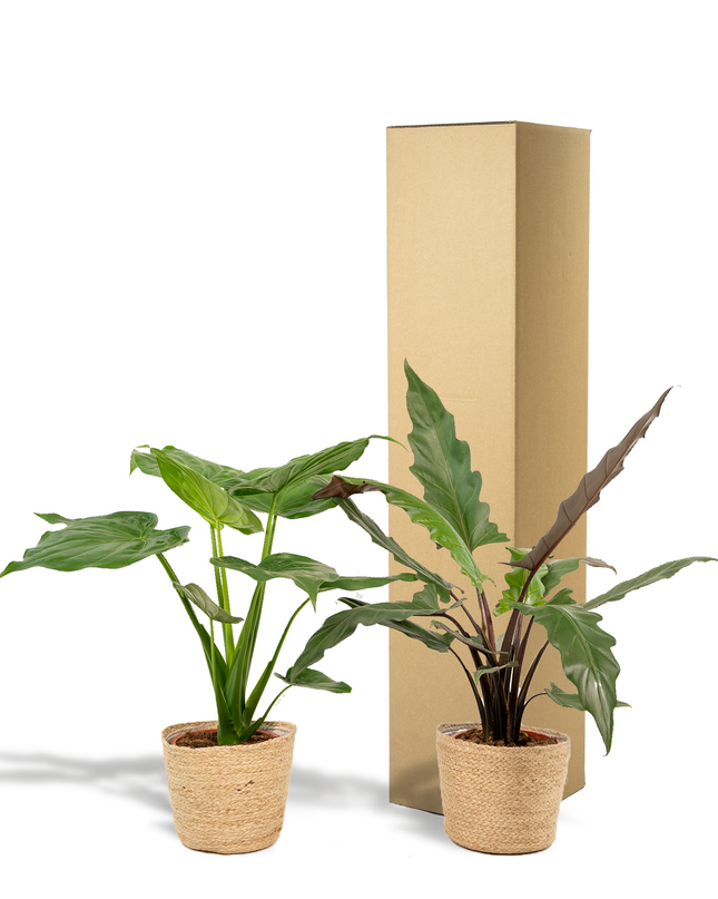 Alocasia Cucullata - Ø19cm - ↕60cm + Alocasia Lauterbachiana - Ø19cm - ↕75cm + Mand Selin - 2 planten