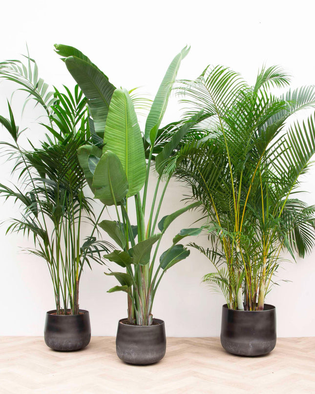 Voordeelpakket XXL - Kentia 200 cm, Strelitzia Nicolai 225 cm, Areca 200 cm