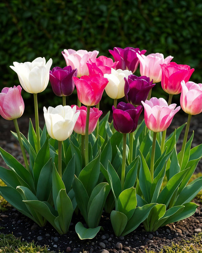 Bloembollen - Tulp Pastel mix - Diversen Kleuren - 12 stuks - Bolmaat 11/12 - XXL Pack