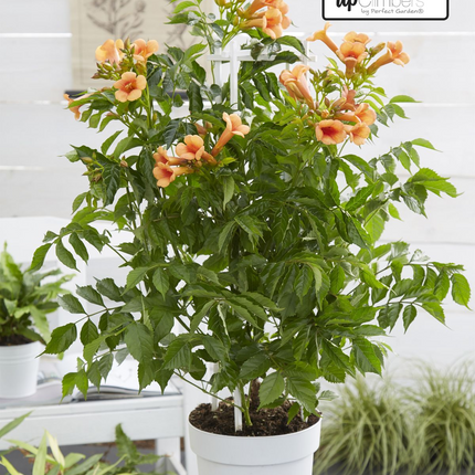 Campsis Indian Summer - Trompetbloem Oranje - Ø15cm - ↕65cm - Ø15 - ↨65cm