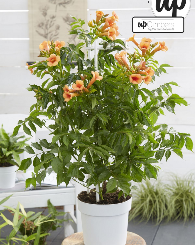 Campsis Indian Summer - Trompetbloem Oranje - Ø15cm - ↕65cm - Ø15 - ↨65cm