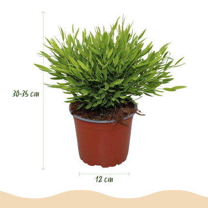 Bamusa Pogonatherum Monica - Hierba de Bambú - 4 Plantas - con Maceta Gris - Maceta 12cm - Altura 20cm