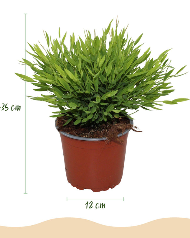 Bamusa Pogonatherum Monica - Hierba de Bambú - 4 Plantas - con Maceta Gris - Maceta 12cm - Altura 20cm