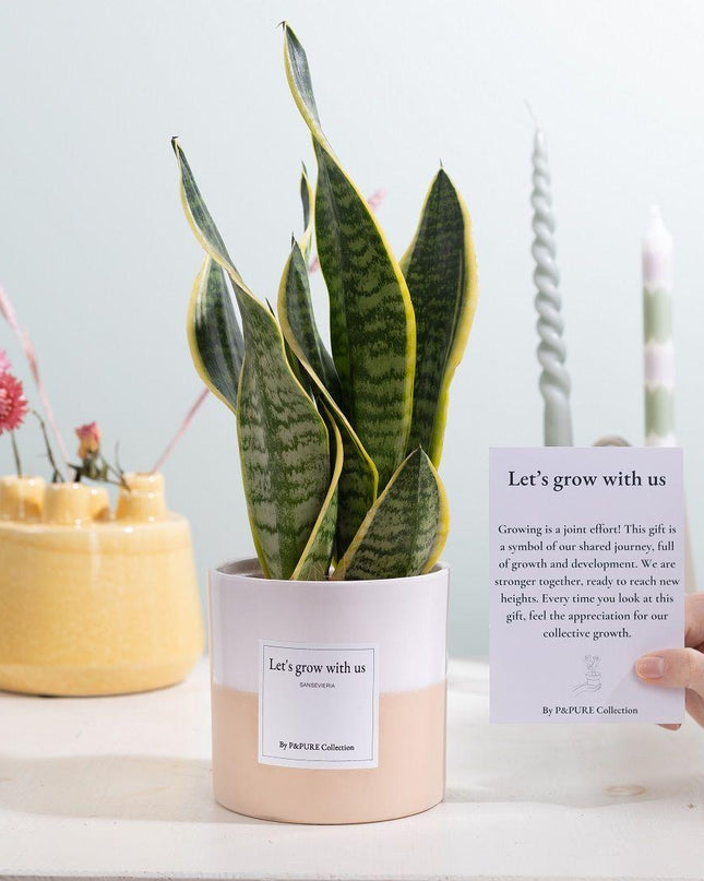 Sansevieria Gift "Let's Grow With Us" met wenskaart - Ø12cm - ↕30cm