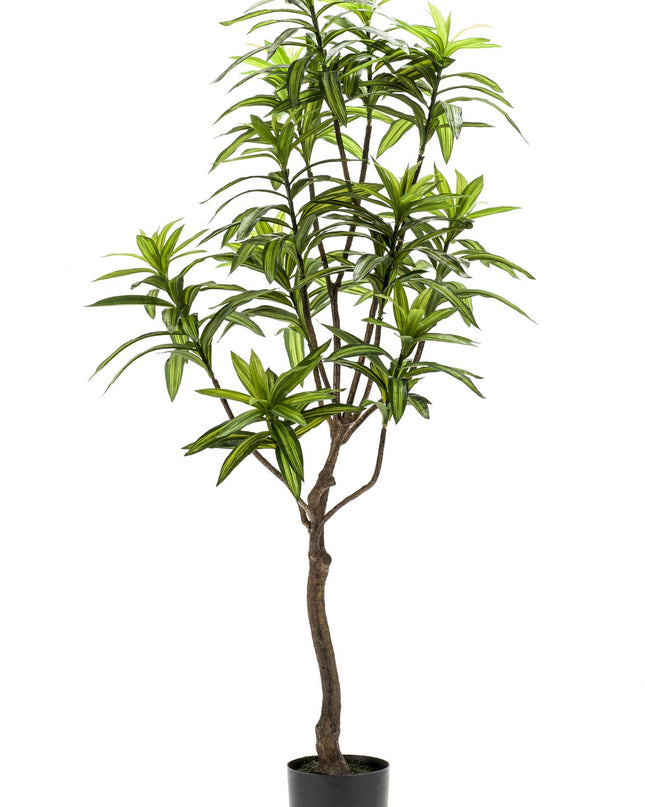 Kunstplant - Dracaena - Drakenboom - ↕ 130 cm
