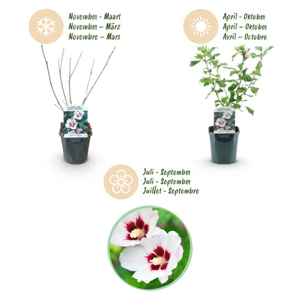 Hibiskus syriacus Hamabo - Gartenhibiskus - winterhart - weiß - rosa - 3 Pflanzen - Topf 17cm - Höhe 45cm