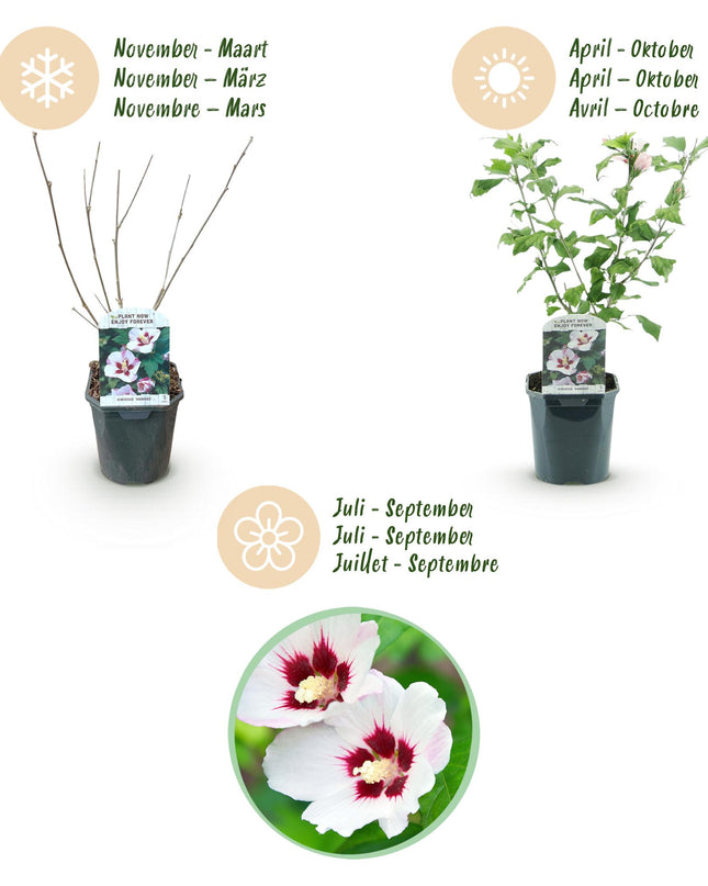 Hibiskus syriacus Hamabo - Gartenhibiskus - winterhart - weiß - rosa - 3 Pflanzen - Topf 17cm - Höhe 45cm