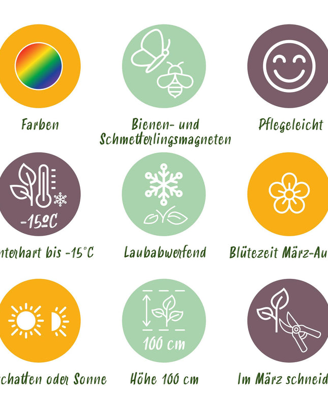 Borderpakket - Kleur Wit - 8 Vaste planten - 1 m2 - Diversen kleuren - Weinig Onderhoud - Pot 11cm