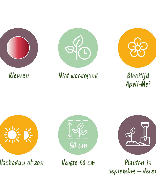 Bloembollen - Tulp Hemisphere mix - Diversen Kleuren - 12 stuks - Bolmaat 11/12 - XXL Pack