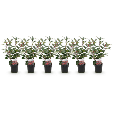 Plantas para setos - Photinia fraseri Red Robin - verde rojo - 6 unidades - 1 metro lineal - maceta 17 cm altura 50 cm