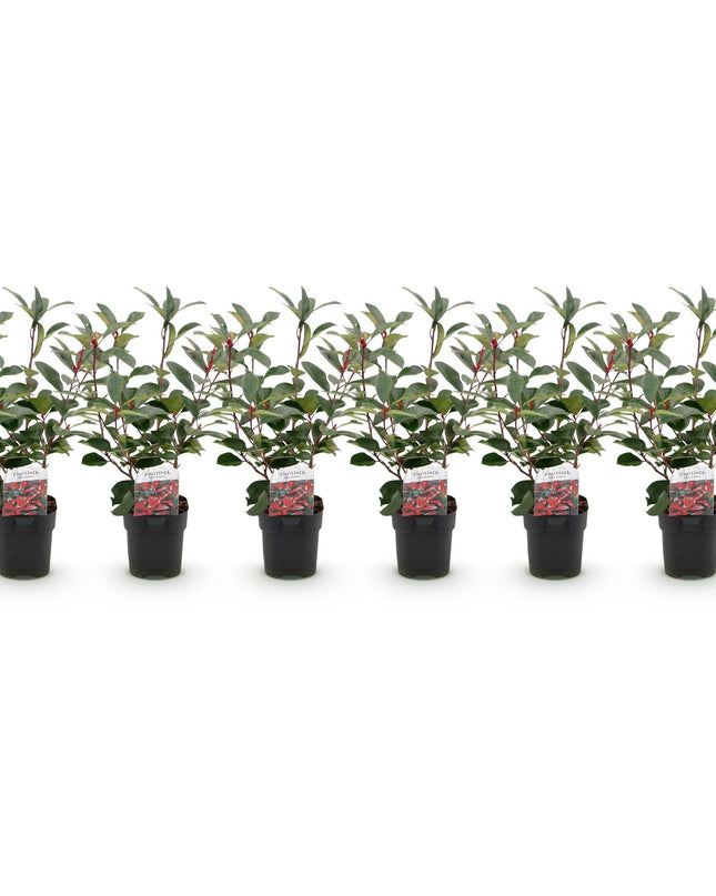 Piante da siepe - Photinia fraseri Red Robin - verde rosso - 6 pezzi - 1 metro lineare - vaso 17 cm altezza 50 cm