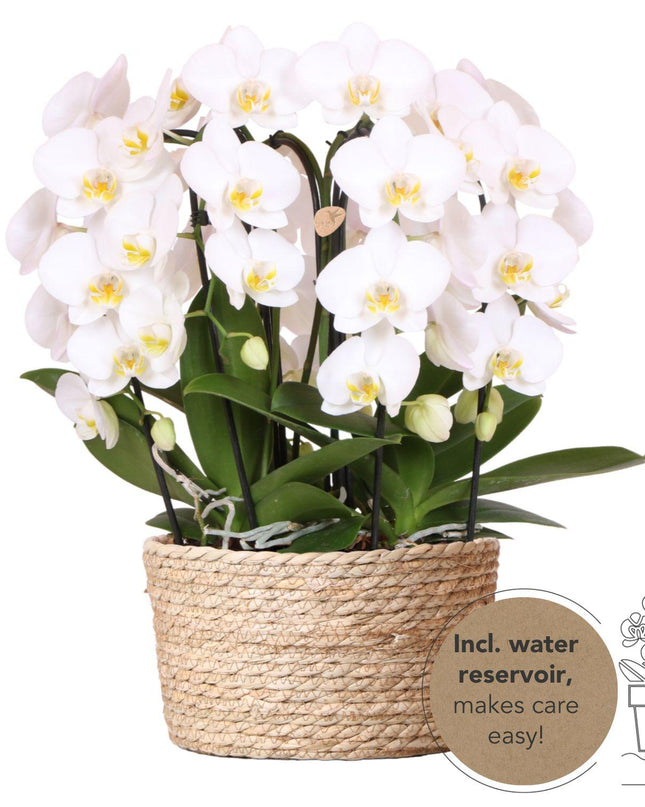 Kolibri Orchids | witte orchideeënset in Reed Basket incl. waterreservoir | drie gebogen witte orchideeën Niagara Fall 12cm | Mono Bouquet wit met zelfvoorzienend waterreservoir
