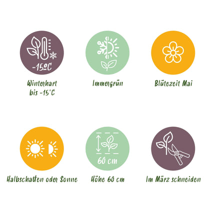 Siergrassen -  Carex morrowii Irish Green - Groen & Geel - 2 Planten - Bladhoudend - Weinig Onderhoud - Pot 17cm Hoogte 50cm