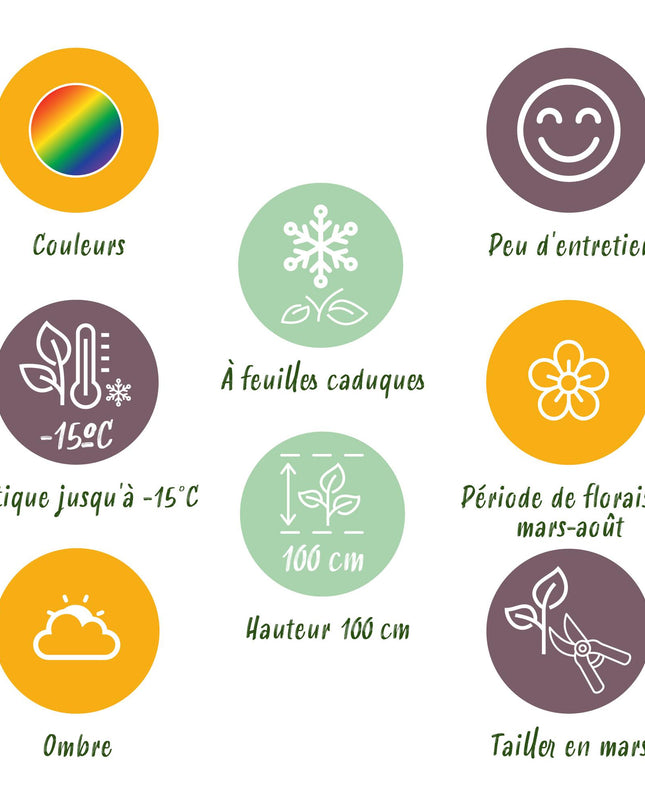Borderpakket - Schaduw - 24 Vaste planten - 3 m2 - Diversen kleuren - Weinig Onderhoud - Pot 11cm